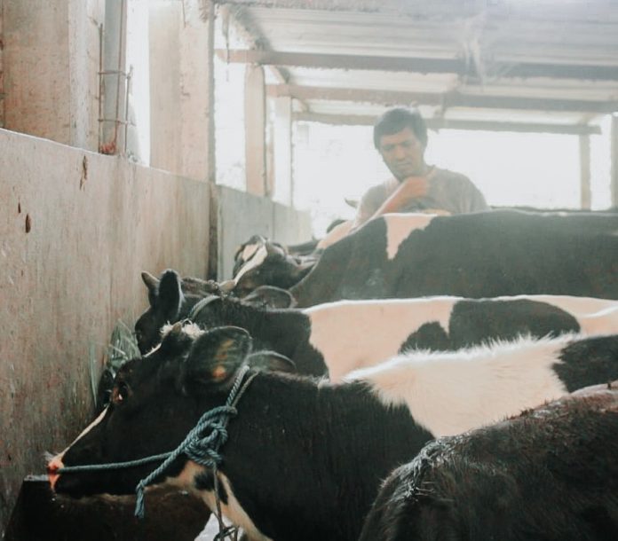 Salah satu peternak saat mengecek hewan ternak di kandang wilayah Kecamatan Krian, Sidoarjo / Foto: Luqman