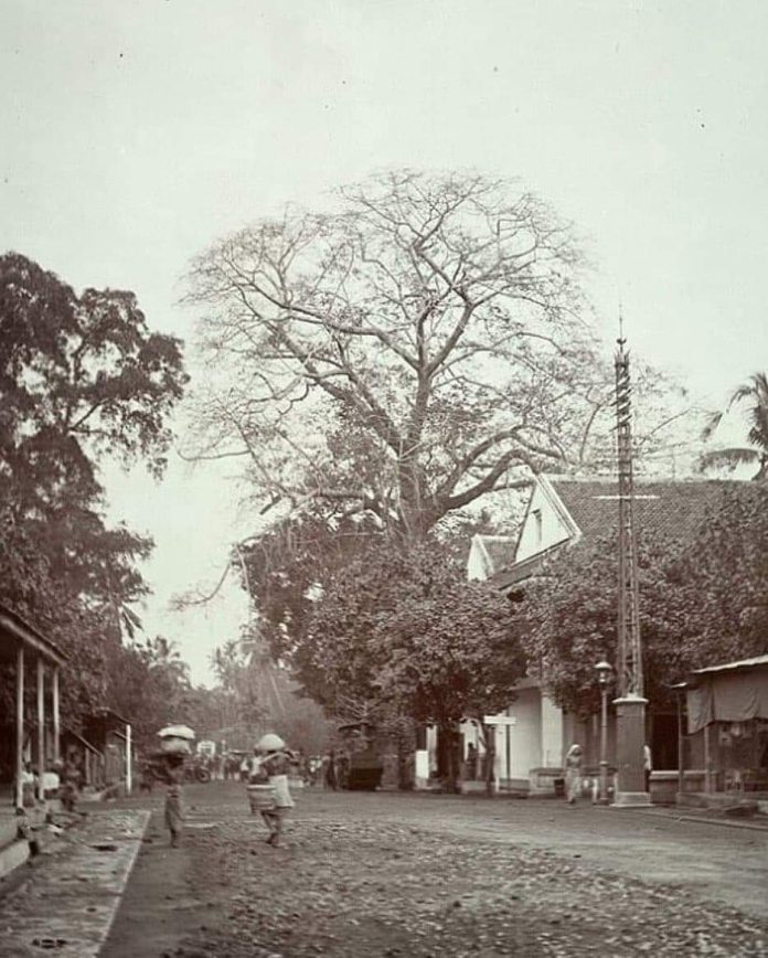 Kantor telegram dan pohon randu / Foto: istimewa