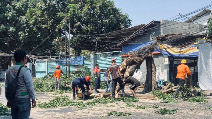 : kondisi pohon tumbang yang melintang di jalan raya / foto: istimewa