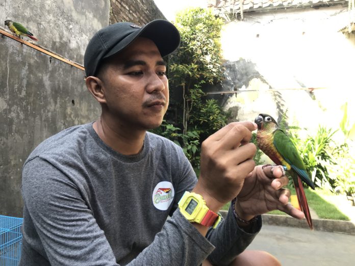 Pemilik sekolah burung, Roby, saat bermain bersama salah satu burung peliharaannya / Foto: sidoarjonews.id
