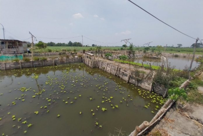 Kolam Ikan di Desa Jatikalang, Kecamatan Prambon yang disebut dibangun melalui Bantuan Keuangan Desa/Foto: Ipung Syaiful