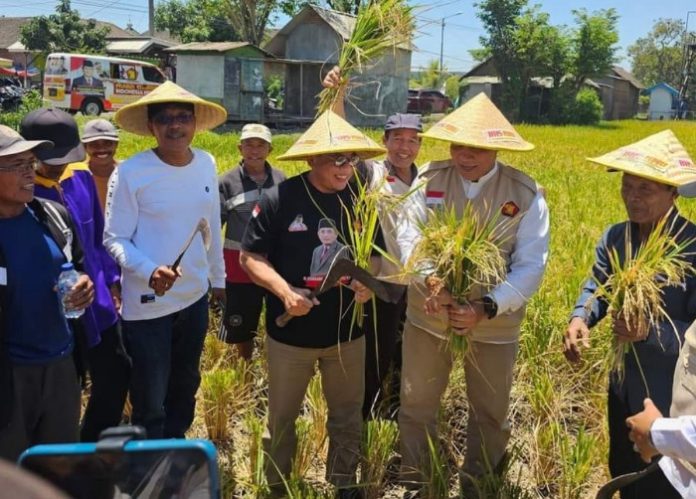 Bambang Pujianto (kaos hitam) bersama Bambang Haryo Soekartono (BHS) saat penen padi bersama masyarakat/Foto: Dok. Istimewa