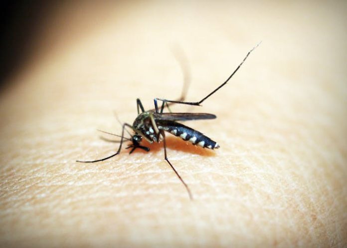 Nyamuk demam berdarah atau aedes aegypti saat menyerang manusia/Foto: Pexels.com