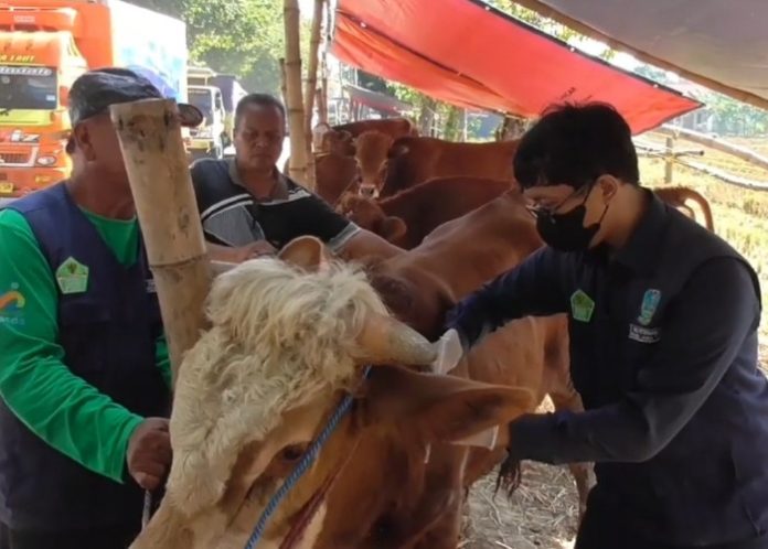 Petugas dari Dinas Pangan dan Pertanian Pemkab Sidoarjo menyuntikkan antibiotik kepada sapi kurban yang terindikasi terkena PMK di kawasan Jalan Lingkar Timur Kecamatan Buduran (Foto: Ipung Syaiful)