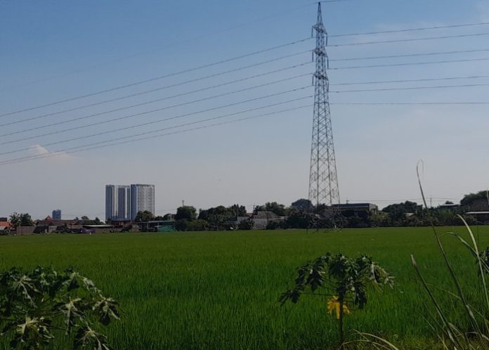 Salah satu lahan produktif yang masih berfungsi menjadi lahan pertanian di Kecamatan Sukodono Sidoarjo/ipung Syaiful