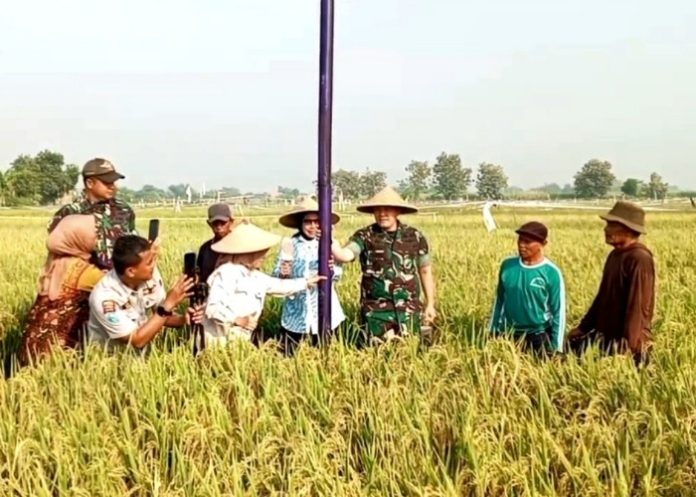 Sekda Sidoarjo Fenny Apridawati memberikan bantuan rumah burung hantu di Kedungboto, Porong untuk atasi hama tikus dan juga bantuan benih Padi kepada petani disana/Foto: Ipung Syaiful