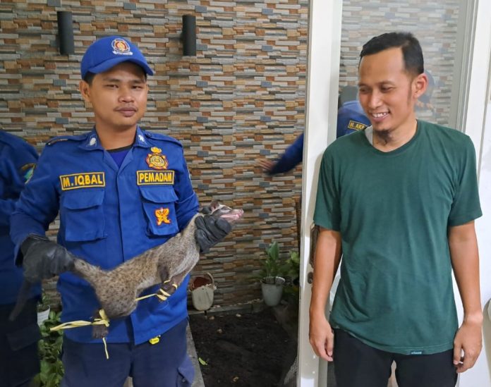 Tim Rescue Damkar BPBD Sidoarjo saat melakukan evakuasi satwa yang mengganggu warga / Foto : istimewa.