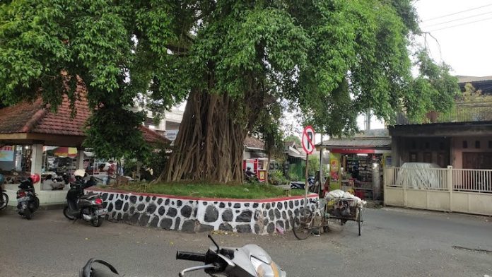 Pohon beringin kembar yang berada di Desa Sepande, Kecamatan Candi, Sidoarjo tempat berlangsungnya ritus / Foto : istimewa
