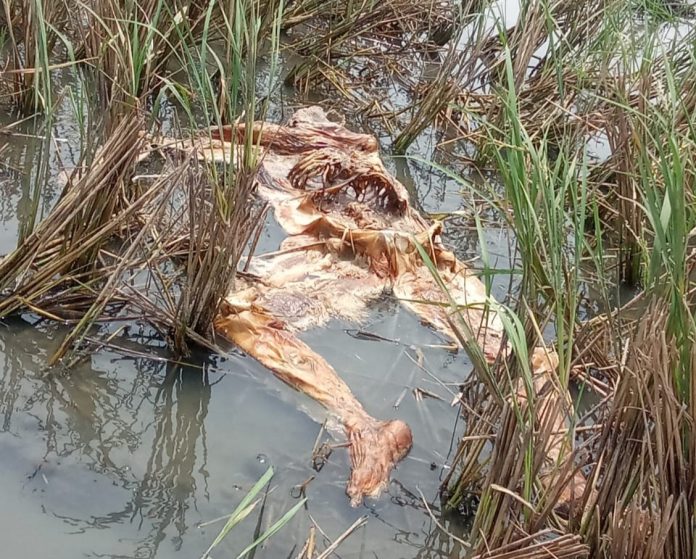 Kondisi jasad manusia tanpa identitas saat ditemukan warga di tengah sawah / foto : istimewa.