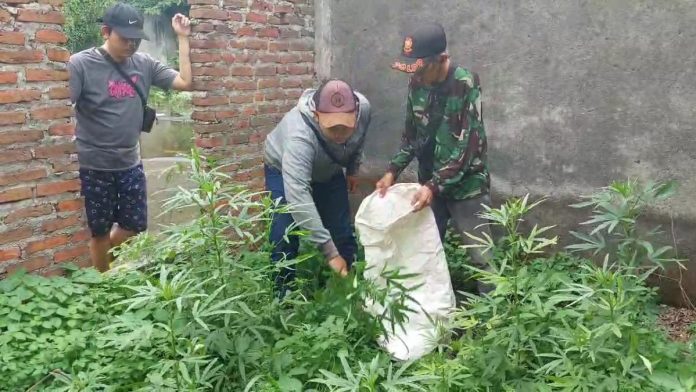 Petugas kepolisian dibantu warga saat mengamankan tanaman ganja yang masih hidup / Foto: istimewa.
