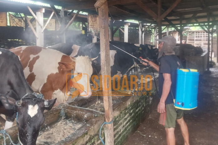 M. Ali Akbar peternak sapi di Wonoayu, Sidoarjo saat menyemprotkan sitrun dicampur dengan air untuk antisipasi virus PMK/Foto: Ipung Syaiful