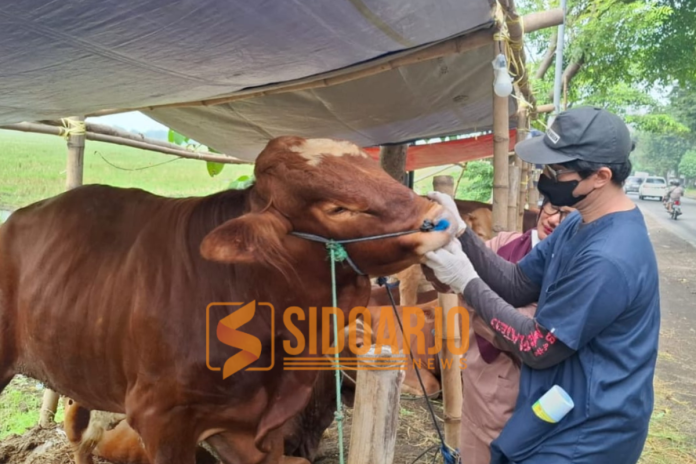 Petugas dari Dispaperta Sidoarjo saat melakukan pemeriksaan hewan kurban di Lingkar Timur Sidoarjo/Foto: Ipung Syaiful