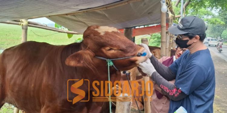Petugas dari Dispaperta Sidoarjo saat melakukan pemeriksaan hewan kurban di Lingkar Timur Sidoarjo/Foto: Ipung Syaiful