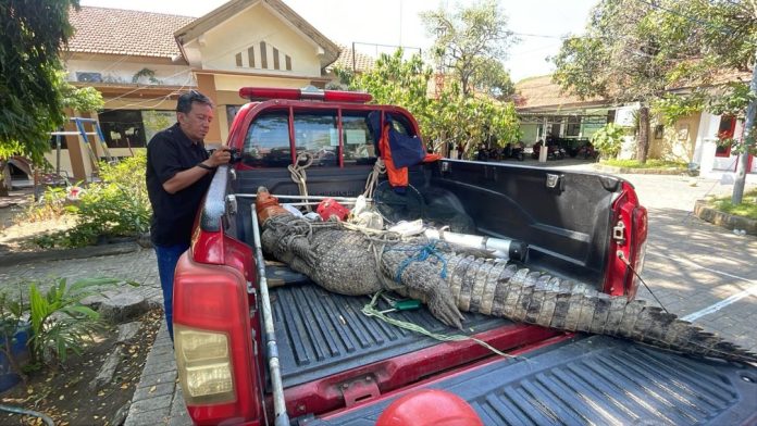 Buaya saat berhasil diamankan petugas/Foto: Istimewa