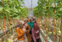 Dari Hobi Berkebun, Guru di Sidoarjo Buka Wisata Petik Melon Ramah Anak Sejumlah ibu pengunjung saat mendatangi kebun melon milik Izza/Foto: istimewa