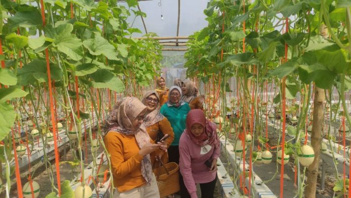 Sejumlah ibu pengunjung saat mendatangi kebun melon milik Izza/Foto: istimewa