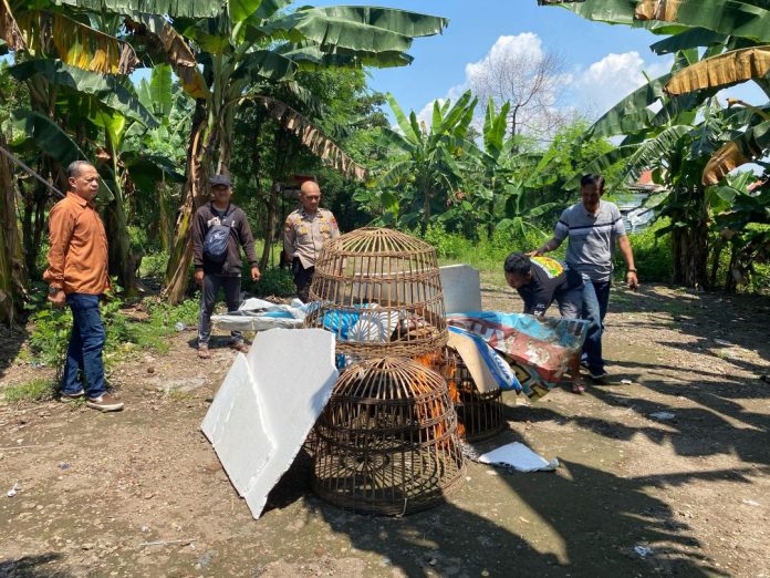 Petugas kepolisian saat menyita barang bukti arena sabung ayam/Foto: istimewa