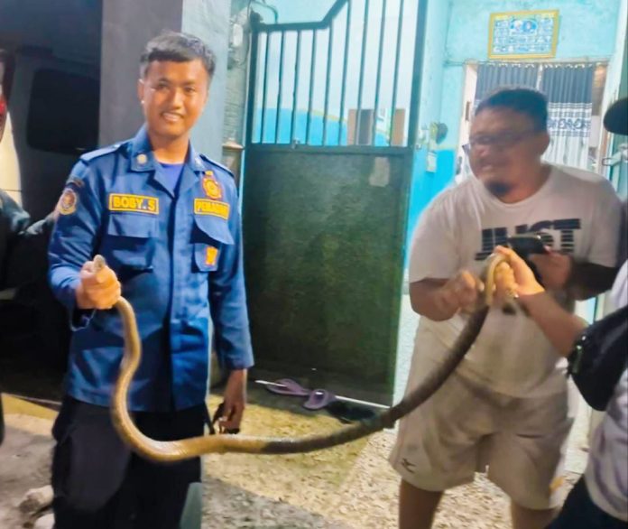 Petugas Rescue Damkar saat berhasil mengevakuasi ular/Foto: istimewa
