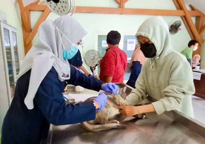 Salah satu hewan peliharaan saat dibawa pemiliknya untuk mengikuti vaksinasi rabies gratis yang digelar Dinas Pangan dan Pertanian (Dispaperta) Sidoarjo / Foto: hnf