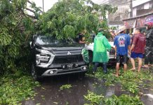 Tiga Mobil Ringsek Tertimpa Pohon Tumbang di Jalan Raya Buduran Mobil tertimpa pohon saat hujan deras di Buduran/Foto: istimewa