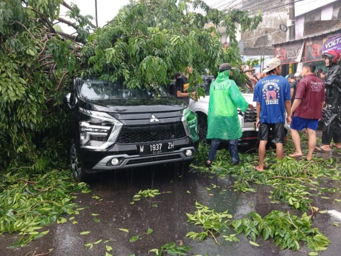 Mobil tertimpa pohon saat hujan deras di Buduran/Foto: istimewa