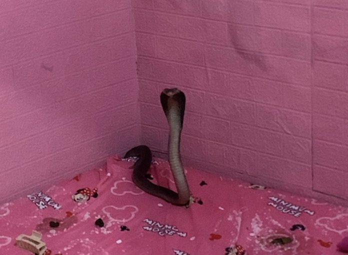 Ular cobra yang berhasil di evakukasi dari dalam kamar rumah warga di Desa Kalimati Tengahan, Kecamatan Tarik, Senin (1/12/2025) / Foto: istimewa