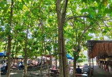 Hidden Gem Sarapan di tengah Alas Sidoarjo: Buka Jam 6 Pagi, Adem, Harga Pelajar Warung Alas Kuto buka jam 06.00 WIB, hadir sebagai ruang makan terbuka di bawah rindangnya pohon jati, tempat ini menjadi salah satu destinasi yang paling mudah diingat karena suasananya yang adem, luas, dan ramah untuk pengunjung segala usia / Foto: istimewa