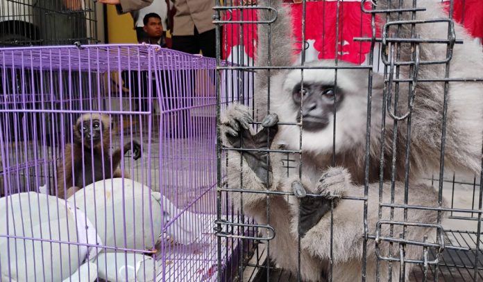 Beberapa satwa dilindungi yang berhasil diamankan petugas / Foto: Istimewa